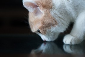 开云中国大陆-_雄鹿队稳定发挥，字母哥三双助威_，雄鹿字母哥上场吗