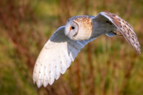 开云官网在线-_极地冰川徒步：探索白雪皑皑的冒险之旅_，极地冰川主要在哪里