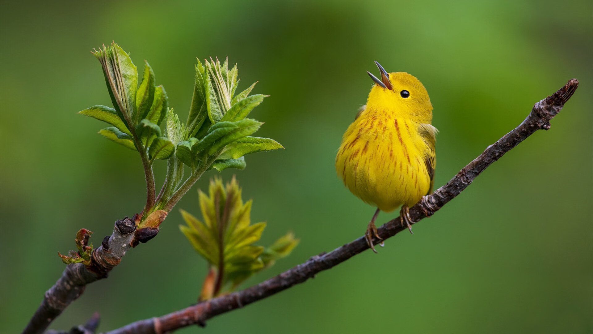 _勇士队三分狂潮再现，主场大胜_，勇士队 三分