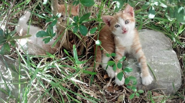 克罗地亚马术协会与学校合作,开展马术教育课程,推广马术文化。